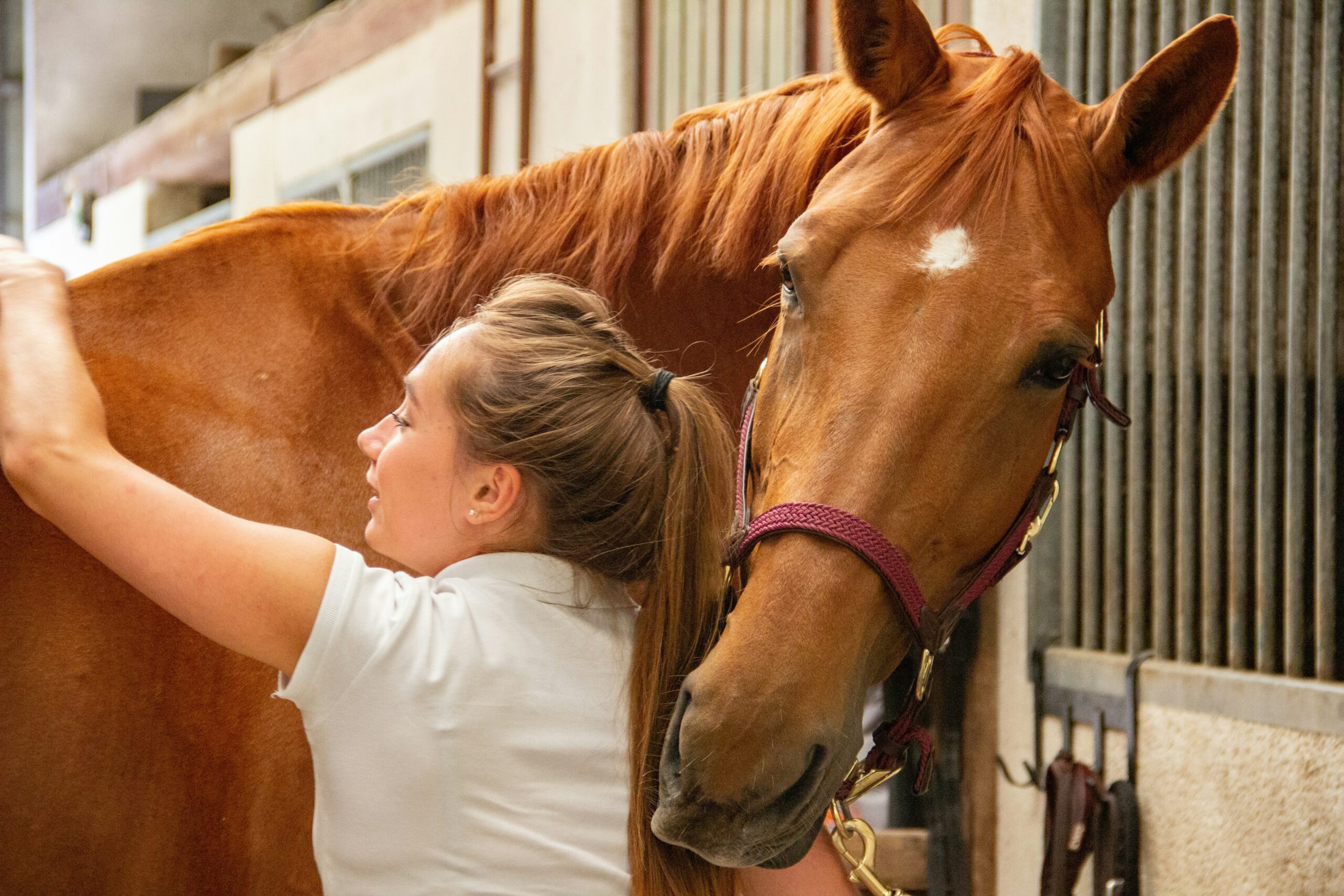 EQxpert Hästsportstjänster - Behandling och omsorg: Rehab, equiterapeut, hovslagare, hästmassör, akupunktur, laserbehandling