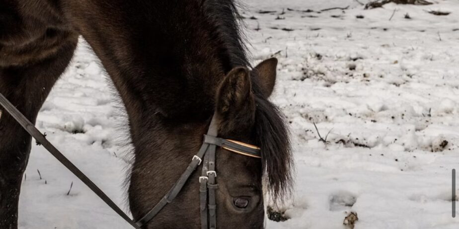Söker medryttarhäst eller ponny runt Umeå