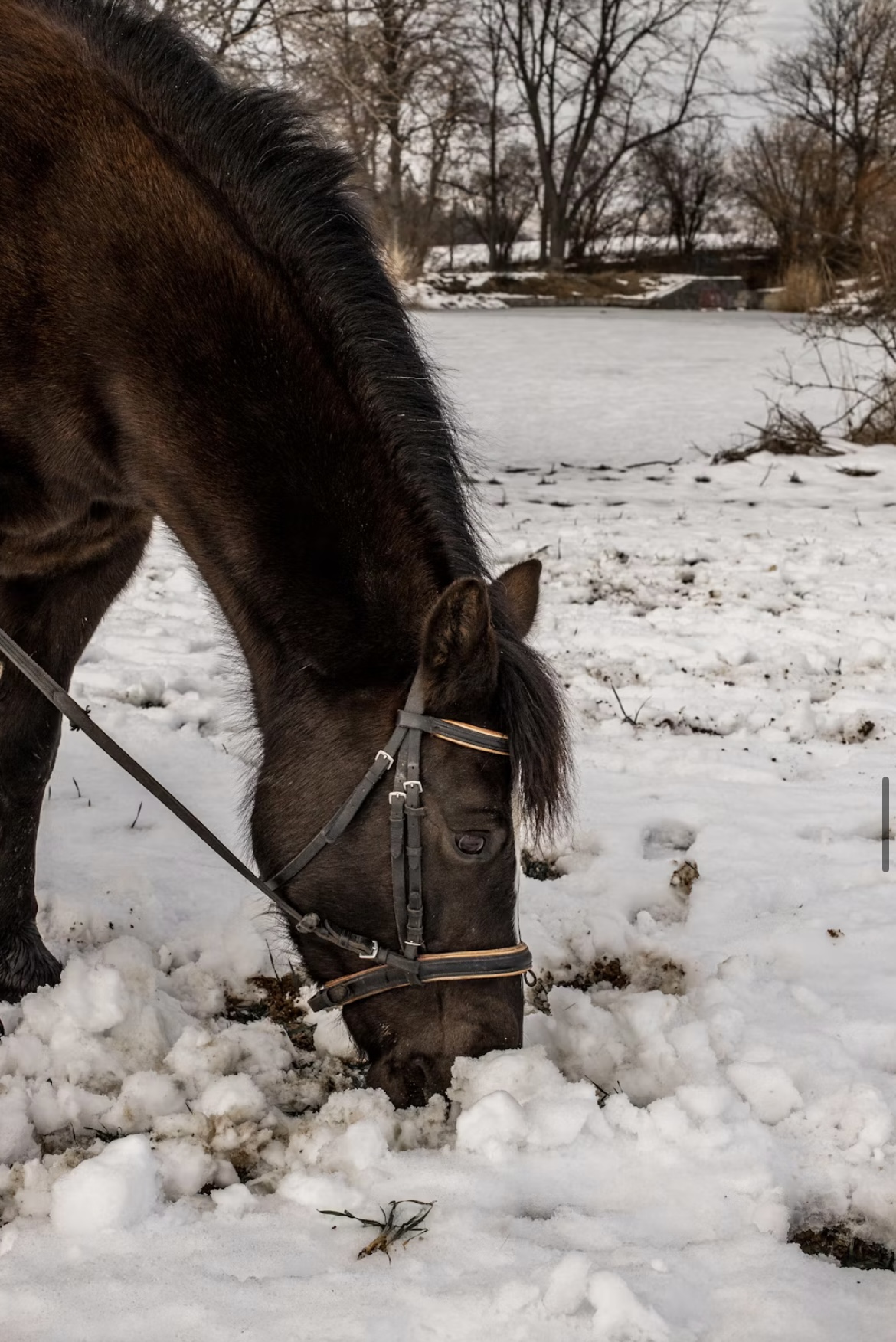 Söker medryttarhäst eller ponny runt Umeå