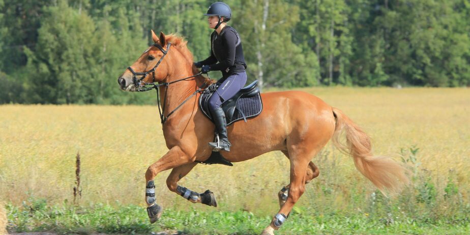 Seriös medryttare sökes