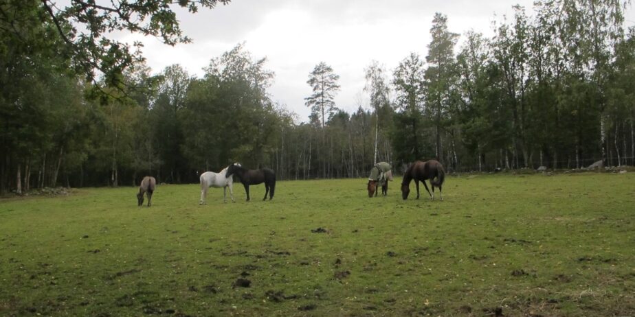 Lediga stallplatser i Öjersjö (Partille kommun)