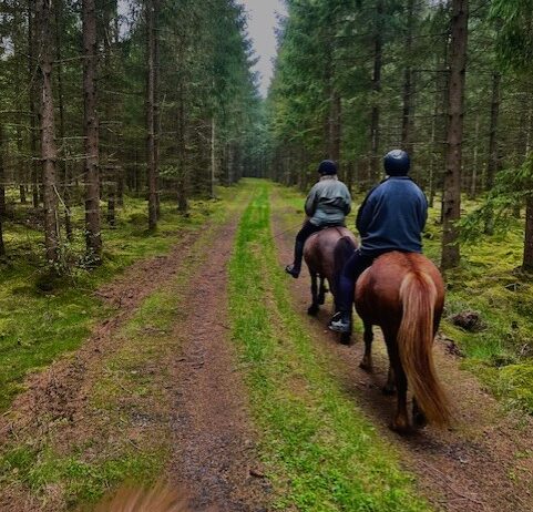 Turridning på islandshästar