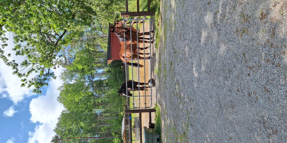 Tar emot hästar I träning Trav hästar