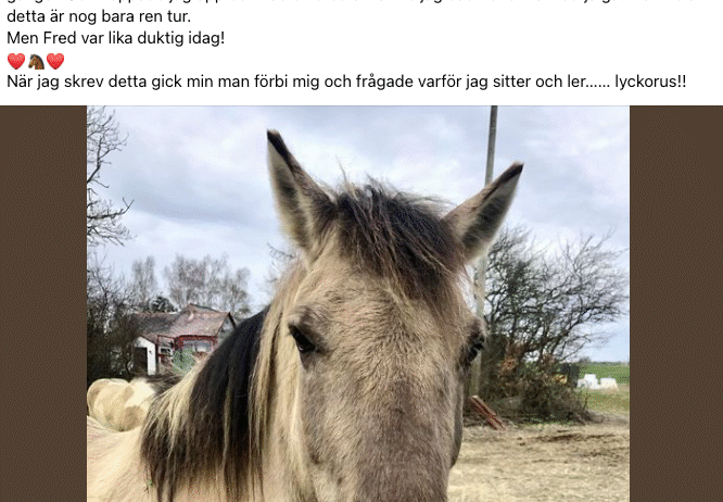 Happy Horse Hub