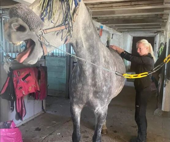 Hästbehandling