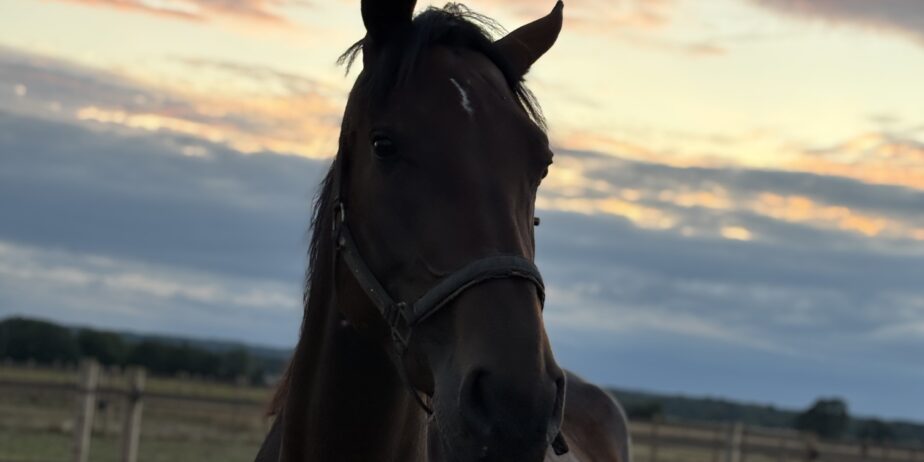Equiterapeut Nyköping