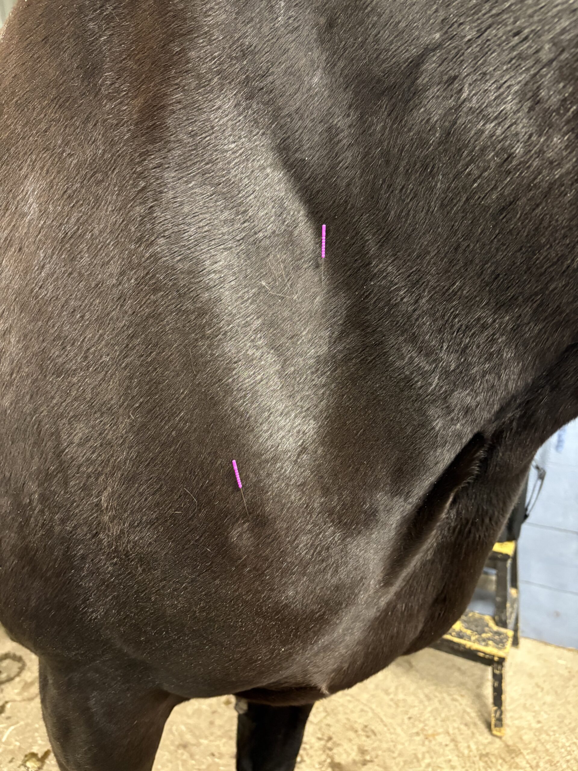 Häst & Humanakupunktur